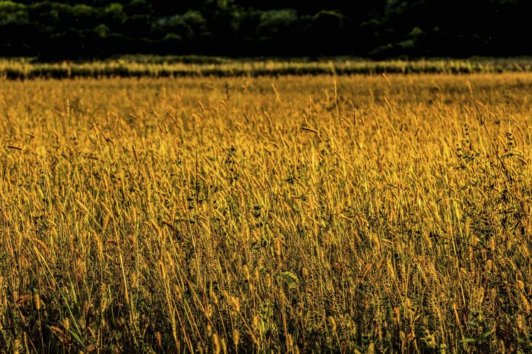 Mazomanie, Wisconsin Real Estate & Homes for Sale